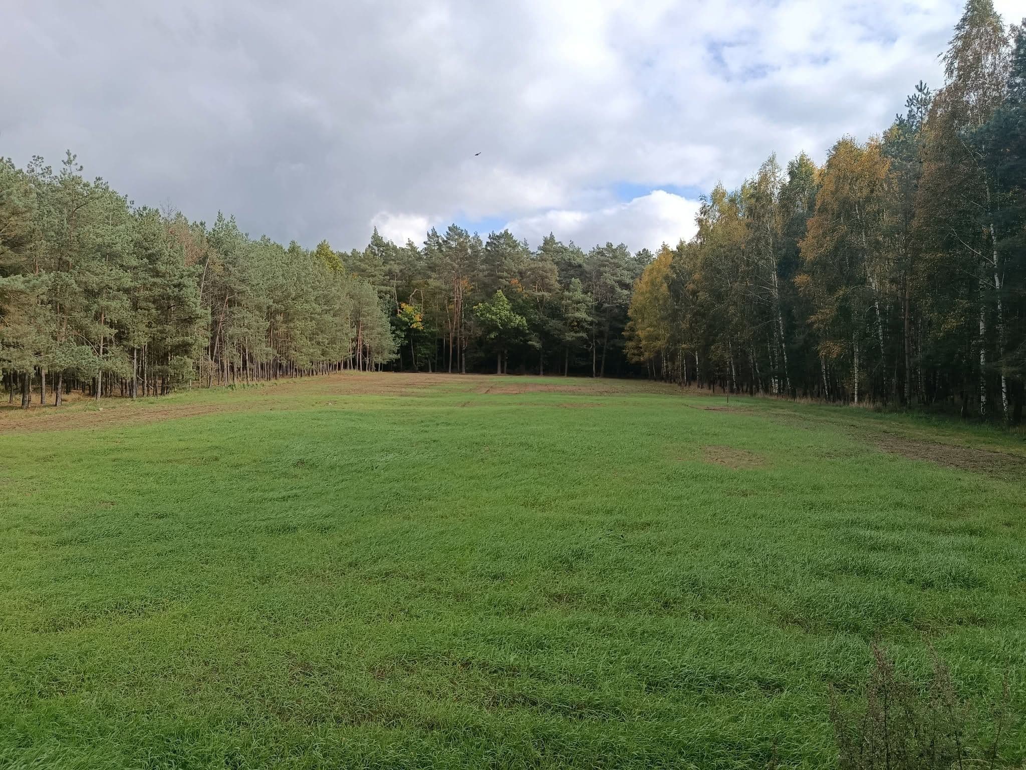 Działka budowlana blisko lasu - zdjęcie 1